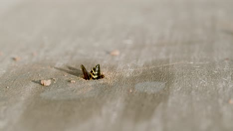 avispa alfarera limpiando su nido en un agujero de madera de escombros