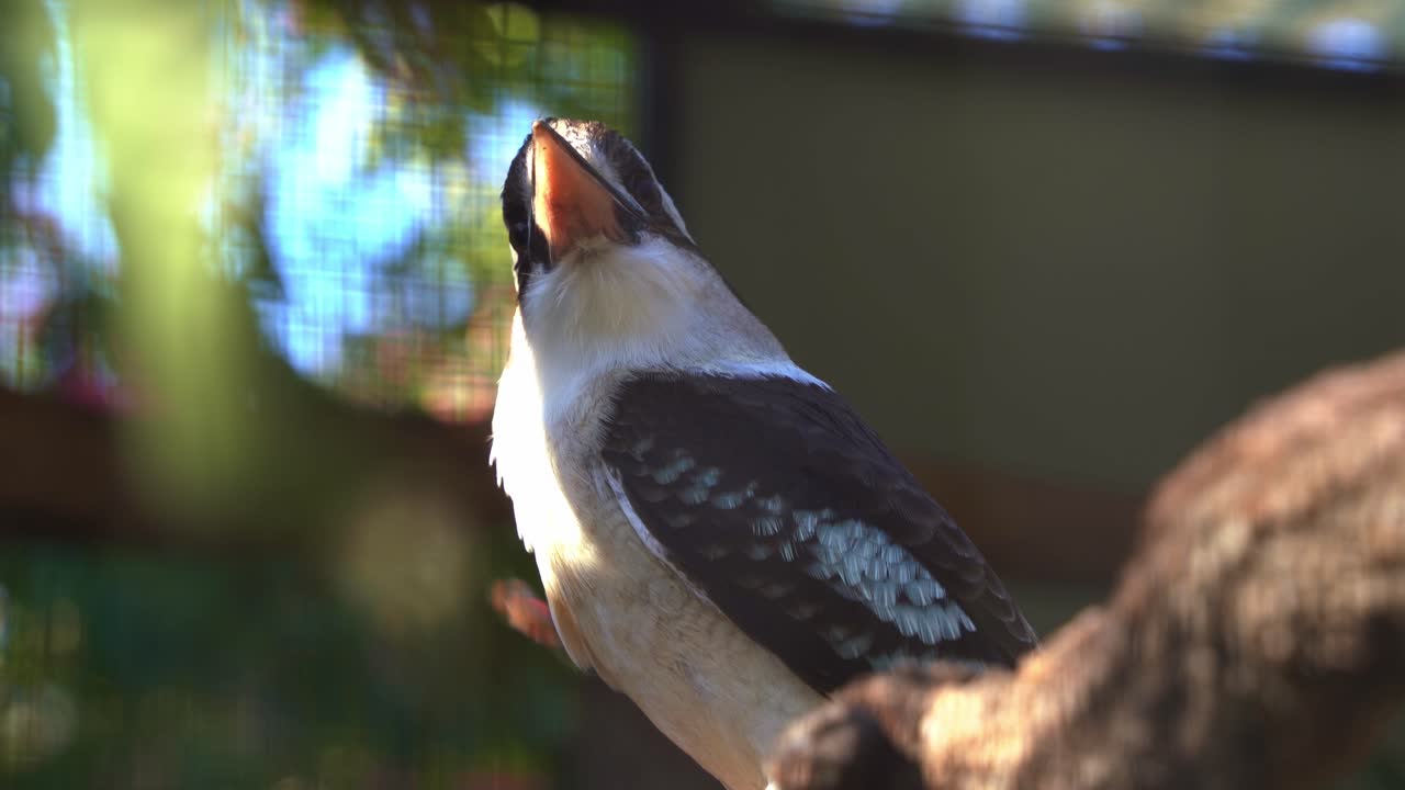 especies de aves nativas de australia, una foto de cerca de un kookaburra riendo, dacelo novaeguineae visto posado en la rama del árbol, preguntándose por los alrededores