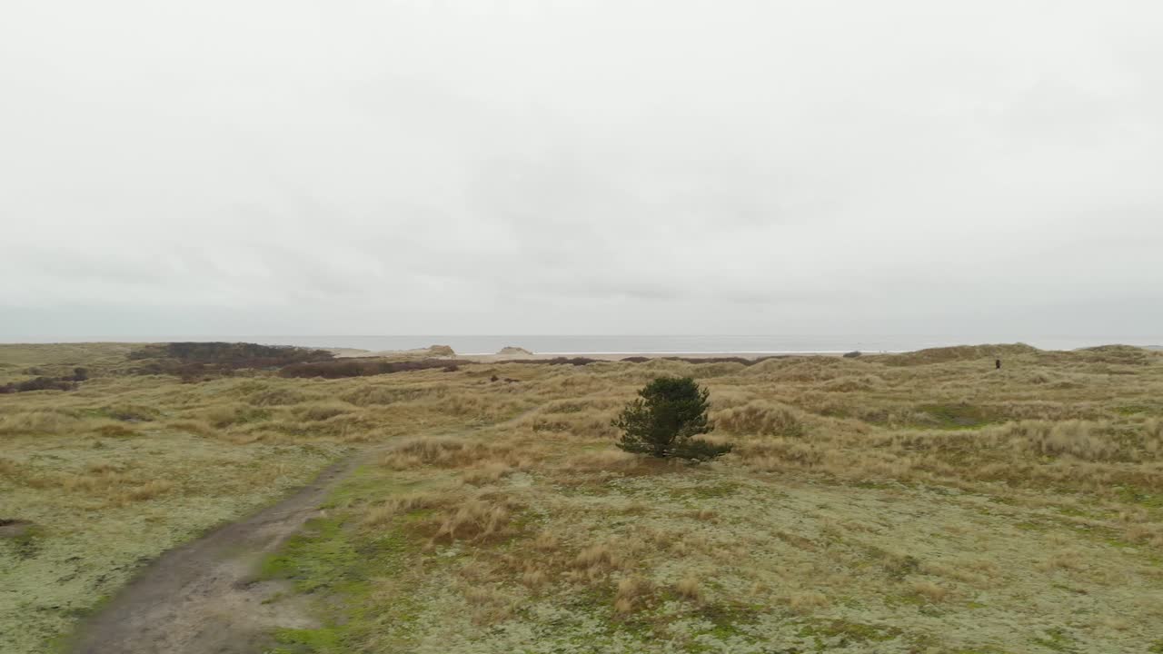 dunas cubiertas de hierba en la playa de ameland, países bajos, en la niebla de otoño, antena