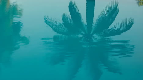 reflection of a palm tree in water
