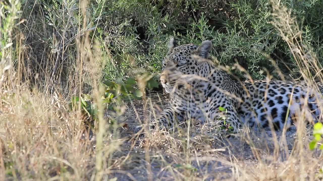 leopardo africano escanea los alrededores desde un lugar cómodo a la sombra