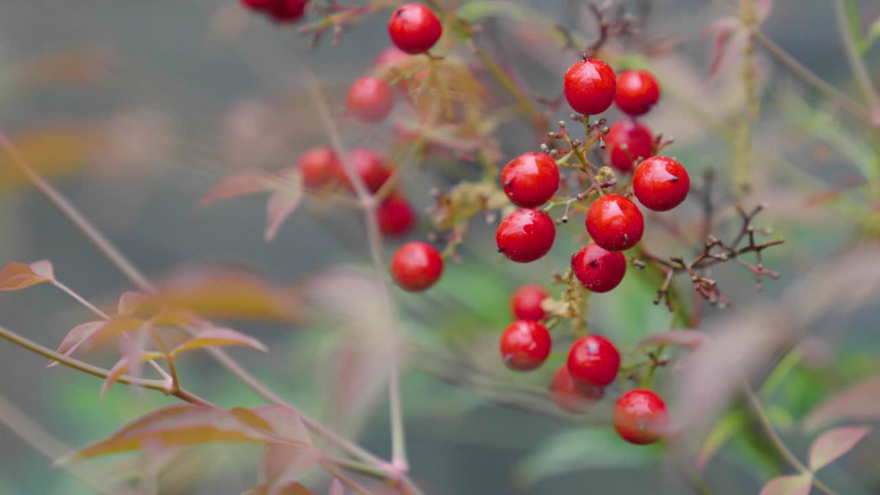 Slow motion close up of red berries.
