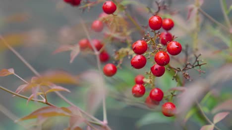 slow motion close up of red berries.