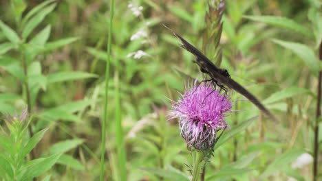 butterly resting on flower 4k