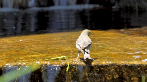 a lesser goldfinch cools off by taking a bath in a shallow creek