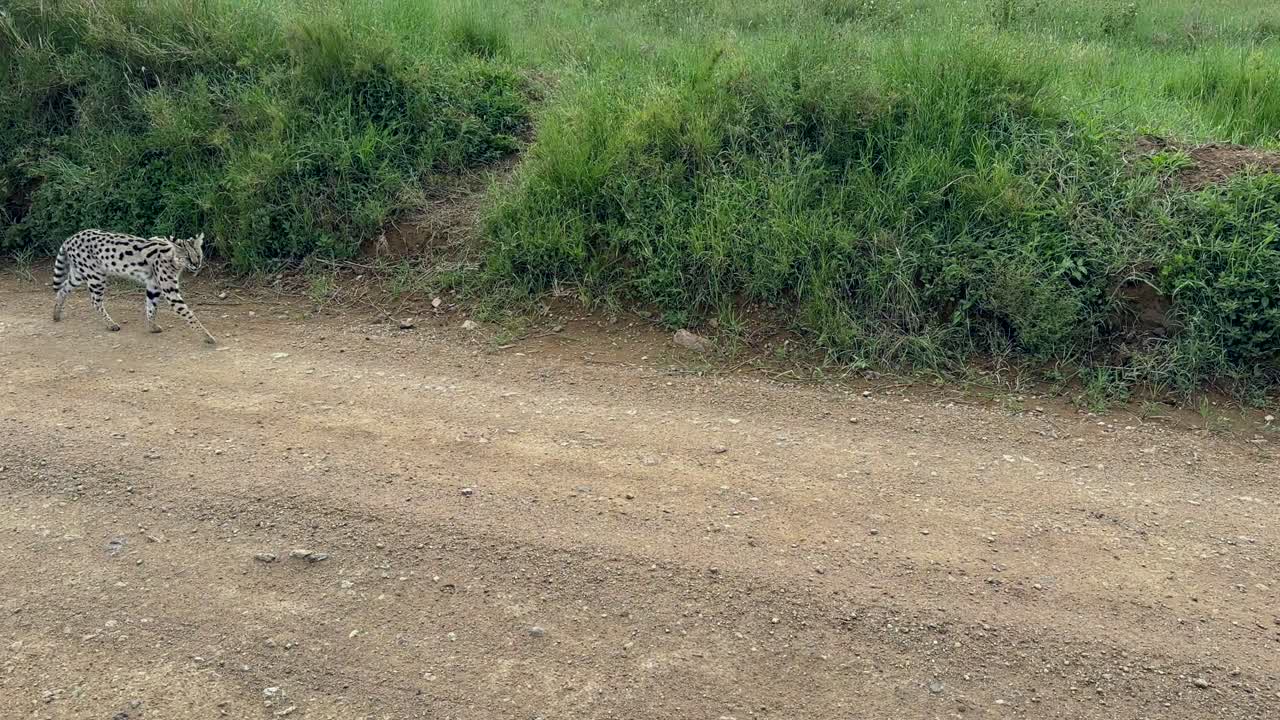 Serval (Leptailurus serval) walking on the roadside in Serengeti National Park, Tanzania.