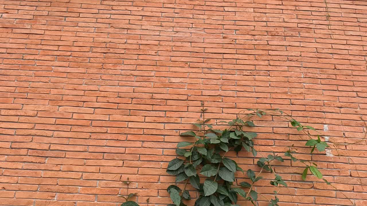 lapso de tiempo de la planta de hiedra marchitándose en una pared