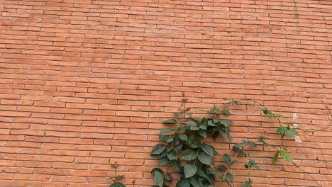 lapso de tiempo de la planta de hiedra marchitándose en una pared