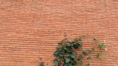 time-lapse of ivy plant withering on a wall