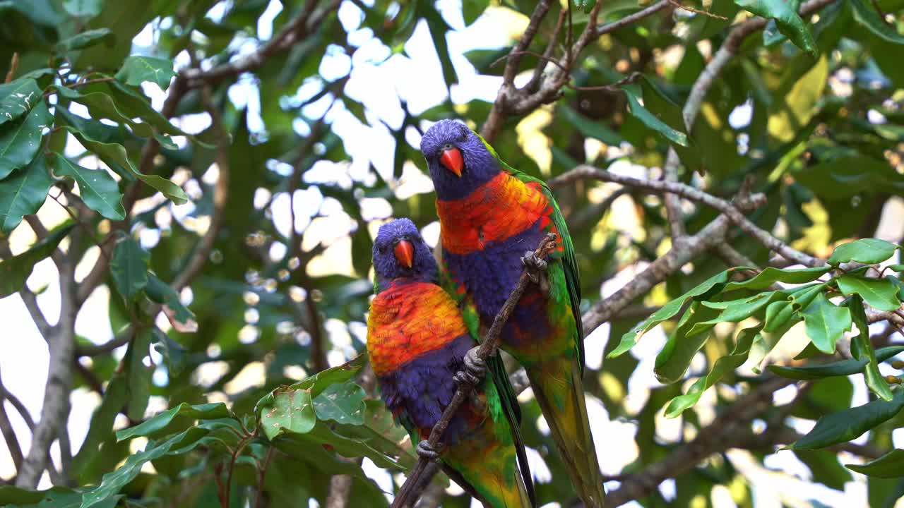 두 개의 러브버드 레인보우 로리케이트 (trichoglossus moluccanus) 가 자연 서식지에서 나무 가지에 나란히 앉아서 주변을 호기심으로 둘러보고 있습니다.