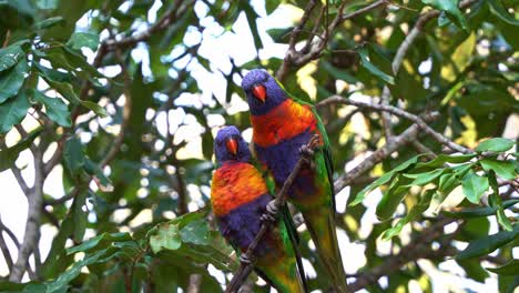 Two-lovebird-rainbow-lorikeet,-trichoglossus-moluccanus,-perching-side-by-side-on-the-tree-branch-in-the-natural-habitat,-curiously-wondering-around-the-surroundings,-close-up-shot