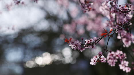 Static-Medium-Wide-shot-of-cherry-blossoms-blowing-in-the-breeze