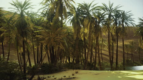 lush palm trees thrive in a sunlit desert oasis surrounded by sand dunes