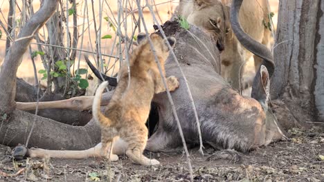 Primer-Plano-De-Cachorros-De-León-Jugando-En-Un-Cadáver-De-Kudu-Mientras-Su-Madre-Come,-Mashatu-Botswana