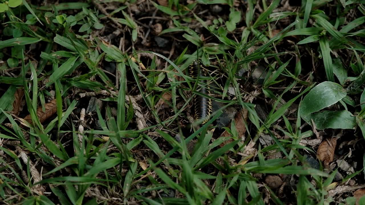 vista del milpiés con manchas amarillas arrastrándose por el césped, ecosistema forestal, estático