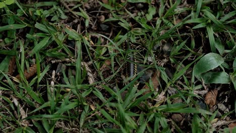 view of yellow-spotted millipede crawling through the lawn, forest ecosystem, static