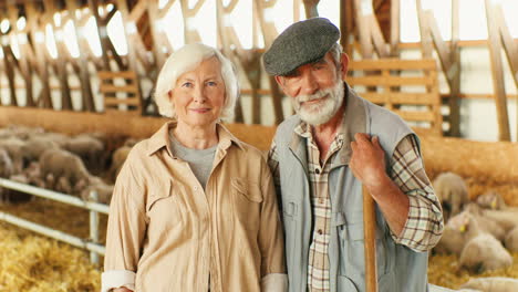 portrait of happy old caucasian married couple of farmers looking and smiling at camera while standing in stable with sheep flock