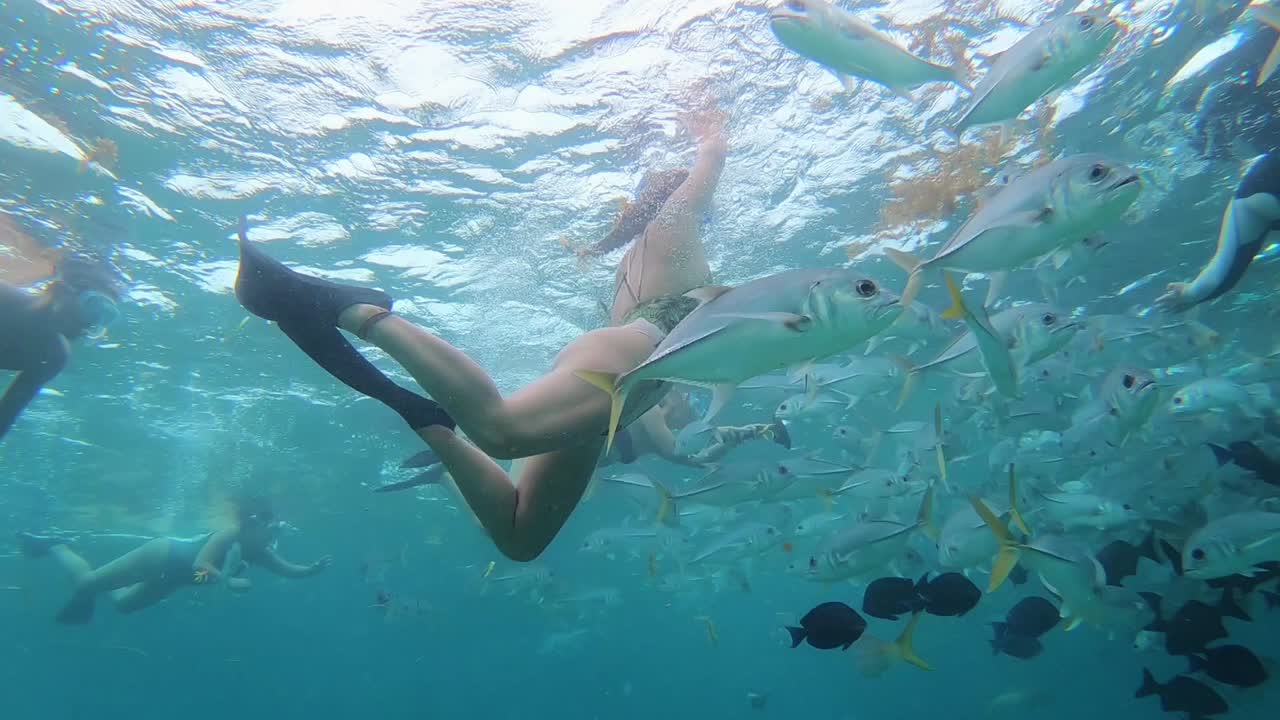 사람들은 물고기와 함께 수영과 스노클링을 하고 거대한 쥐가오리 아래에서 벨리즈 상어가오리 골목에서 수중 수영을 합니다.
