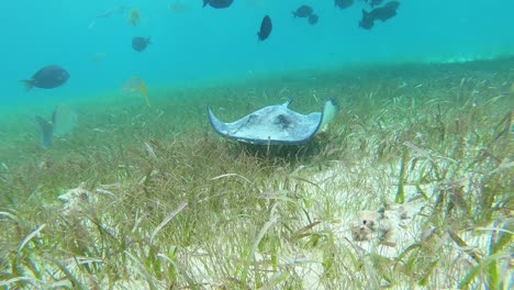 people swim and snorkel with fish while below giant manta rays swim underwater in shark ray alley belize