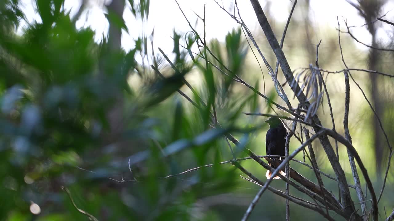 pájaro negro posado en una rama en medio de un follaje verde vibrante en un fondo de enfoque suave, la luz del sol filtrando a través
