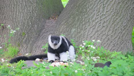 black and white ruffed lemur near a tree