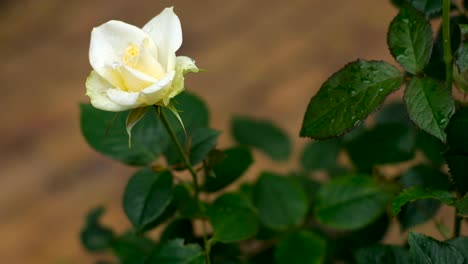 rosa blanca cubierta de gotas de lluvia meciéndose en la brisa, hojas de color verde oscuro, estática