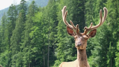 red deer with large velvet antlers standing on a background of green spruce forest red deer with large velvet antlers standing on a background of green spruce forest in sunny daylight
