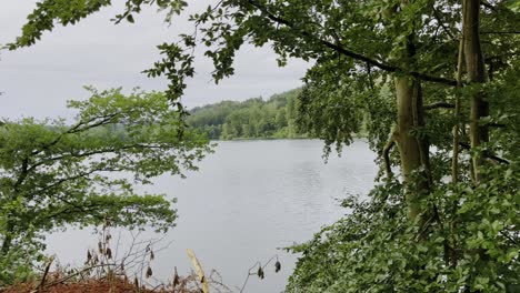 through dense forest to a lake of the agatelspeere in germany