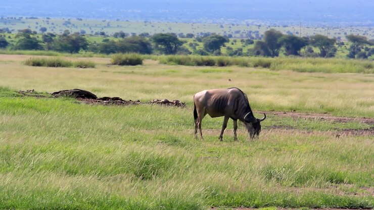Bufalo che mangia erba nel parco nazionale di Amboseli, Kenya