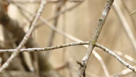 black-throated blue warbler perched on tree branch and fly away