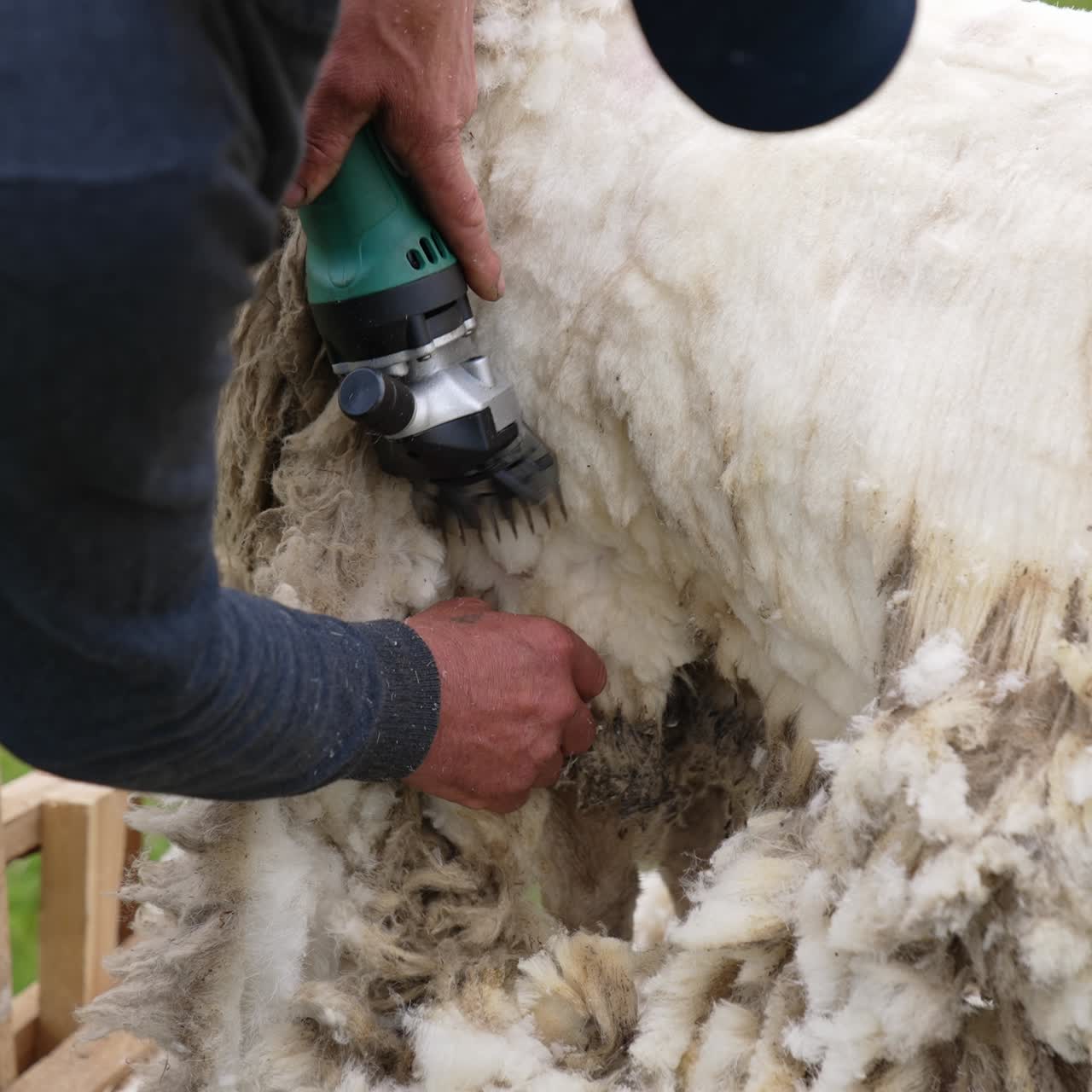 Man shared wool from the sheep with electric machine on a farm. Handsome farmer shearing the sheep