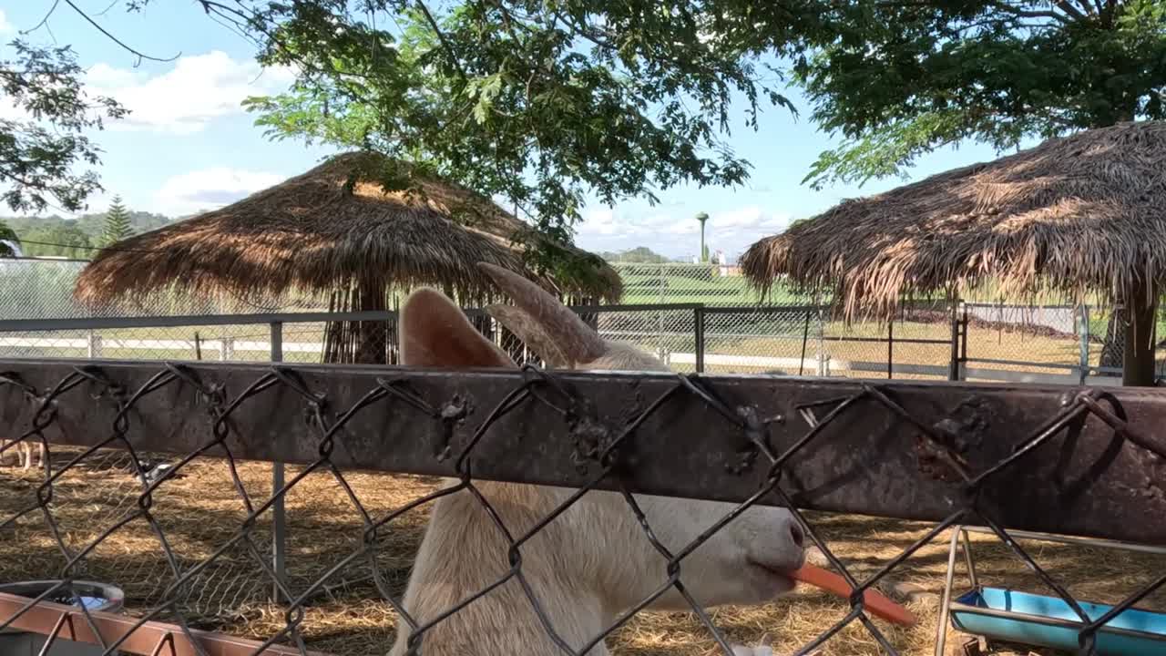 염소가 울타리를 통해 당근을 먹고 있습니다.