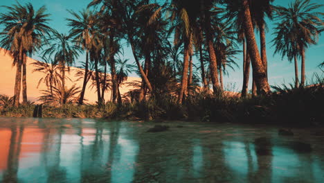 beautiful sunset over palm trees in an oasis