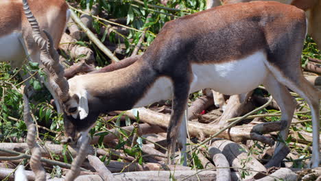 Close-up-shot-of-wild-Indian-Antelope-foraging-food-on-farm-in-Nepal-during-sun---Prores-4K-footage-of-wild-Antilope-cervicapra-Species