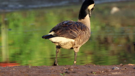 The-back-view-of-a-goose-preening-its-feathers-in-the-morning-by-a-lake