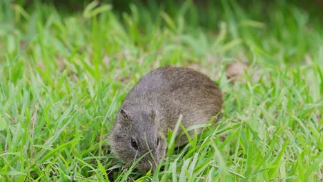 brazilian guinea pig foraging eating grass