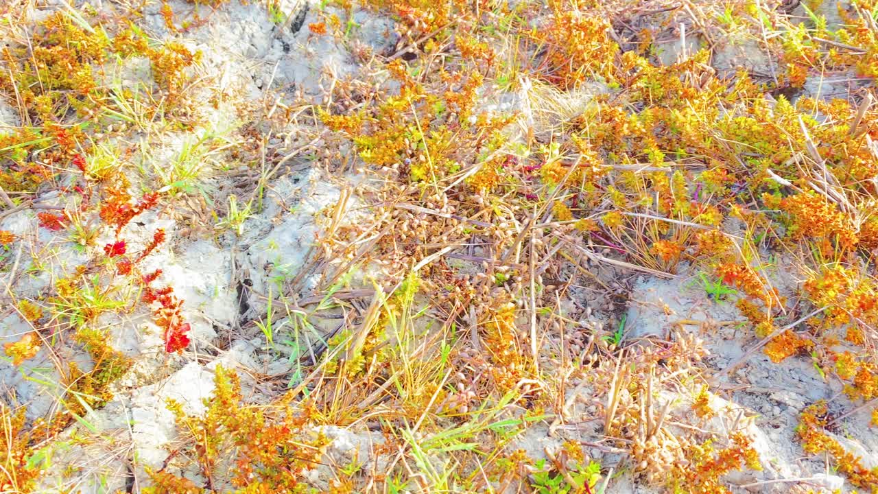 Nature's Resurgence: Exploring the Power of Wild Flowers in the New Life Amidst Drought in Bangladesh