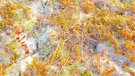 el resurgimiento de la naturaleza: explorando el poder de las flores silvestres en la nueva vida en medio de la sequía en bangladesh