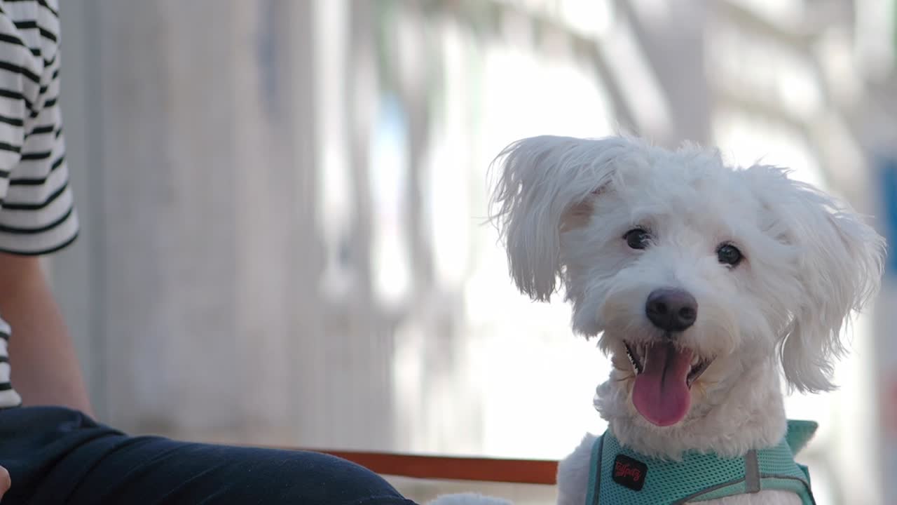 White Poodle Dog Wearing Harness
