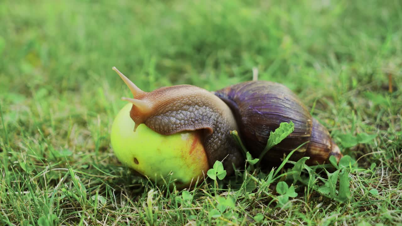 Snail sitting on apple. Giant african land snail (achatina fulica).