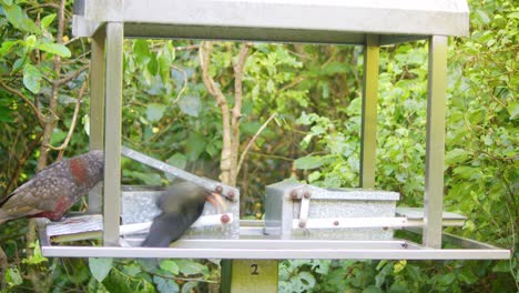 a kaka parrot jumping from a tree to a feeder to get some food