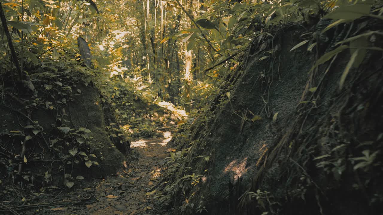 Trekking lungo un sentiero naturalistico tropicale con fitta vegetazione su tutti i lati e sole mattutino