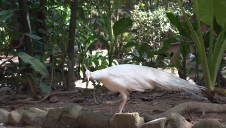 Wunderschöner-Einzigartiger-Reinweißer-Pfau,-Pavo-Cristatus-Mit-Leukistischer-Mutation,-Der-Sich-In-Seinem-Natürlichen-Lebensraum,-Dem-Vogelschutzgebiet,-In-Seiner-Umgebung-Umherwundert-Und-Diese-Erkundet