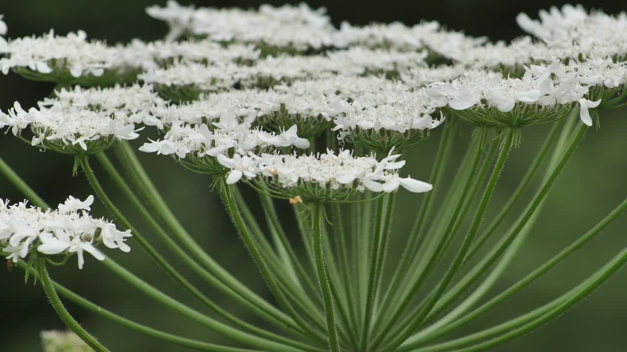 hogweed gigante contra con grandes flores blancas, heracleum manteggazzianum