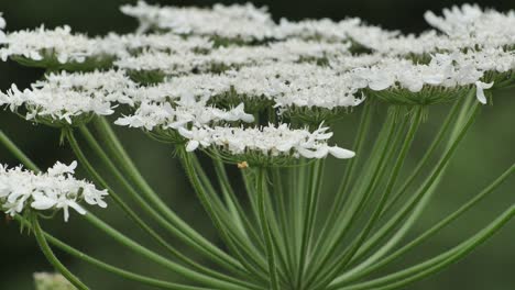 giant hogweed against with large white flowers, heracleum manteggazzianum