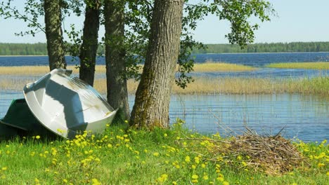 beautiful view of a lake usma shore on a sunny summer day, distant islands with lush green forest, rural landscape, coast with old reeds, medium shot with green boats on the shore