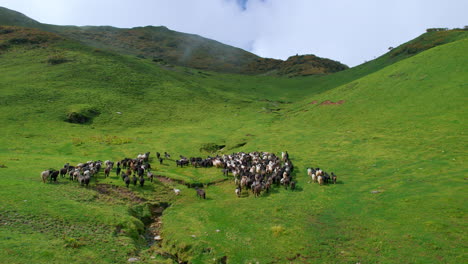 flocks of sheep in nepal run towards the grassy green land, and hill landscapes with greenery everywhere