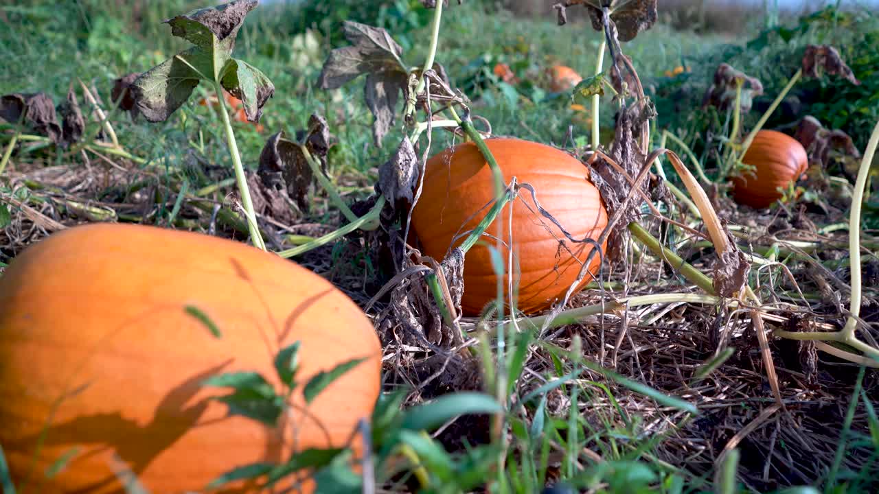 Pumpkins in a Field on a Sunny Day
