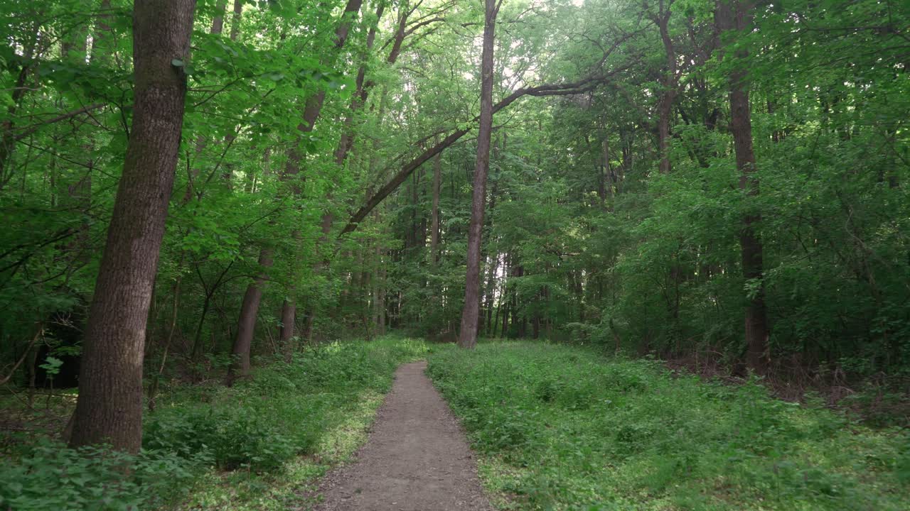 트란실바니아 중심부의 울창한 녹색 숲을 통과하는 느린 산책로