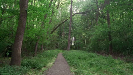slow walking path through dense green forest in the heart of transylvania